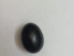 Natural Black Stone Shaligram Shila for Pooja for Divine Blessings